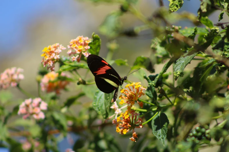 erfly on flower with leaves and sky in background