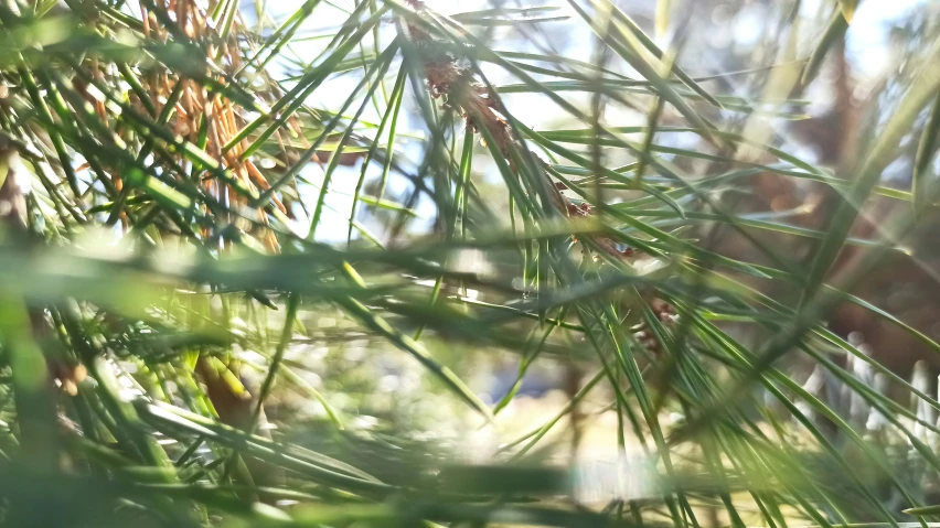 the nches of a pine tree with blurred foliage