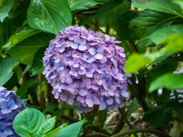 purple flowers hang off of the leaves of a tree