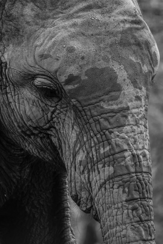 an elephant's face has been drawn in black and white