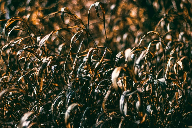 there are very small stems that are growing in the grass