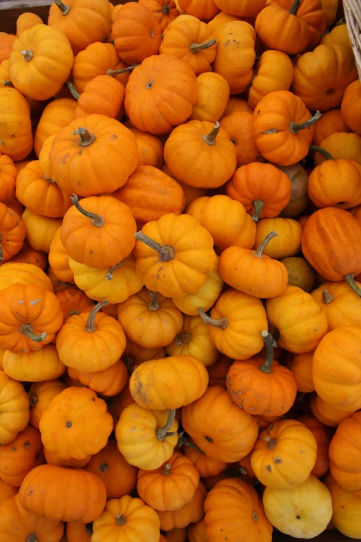 a basket full of small pumpkins all stacked up