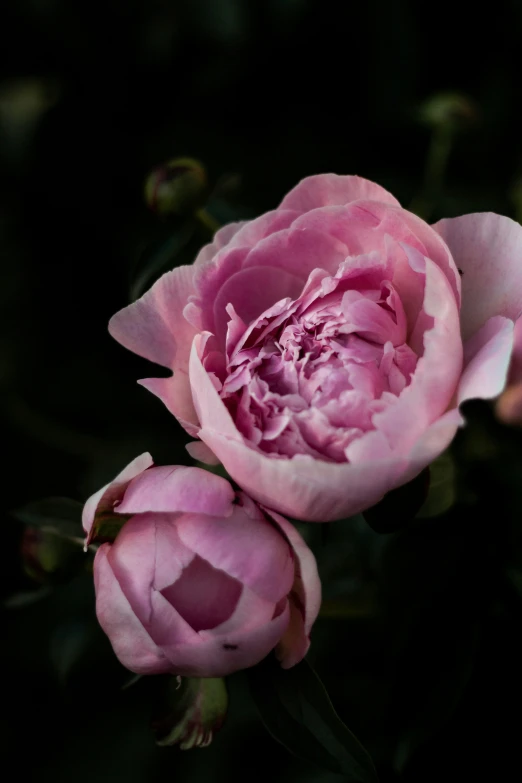 two pink flowers sitting side by side on a black background