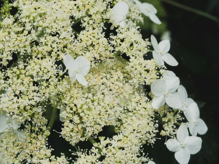 a close up of a bunch of flowers