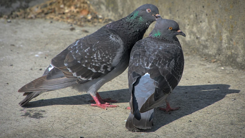 two pigeons standing next to each other on concrete