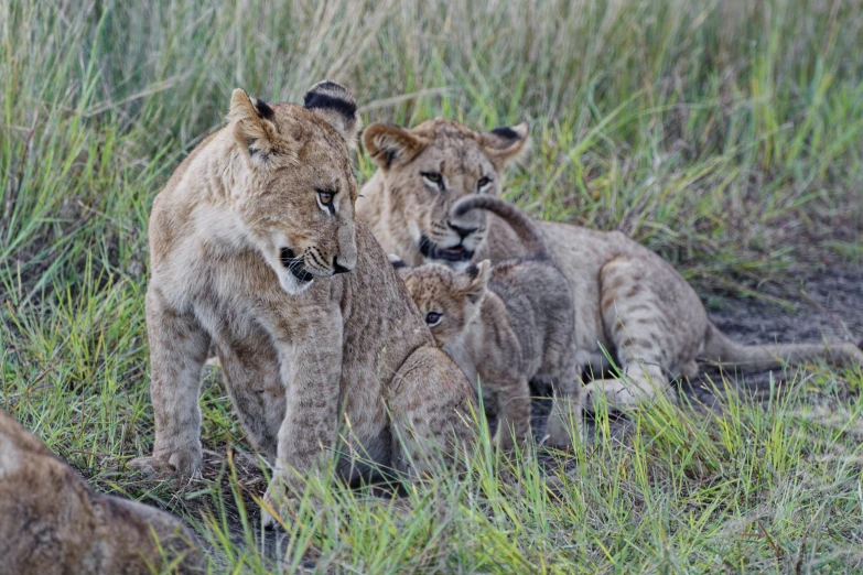 two small lions are standing between two smaller lions