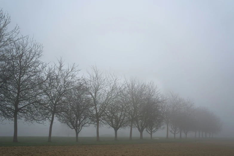 a foggy day over the trees that have sprout on them