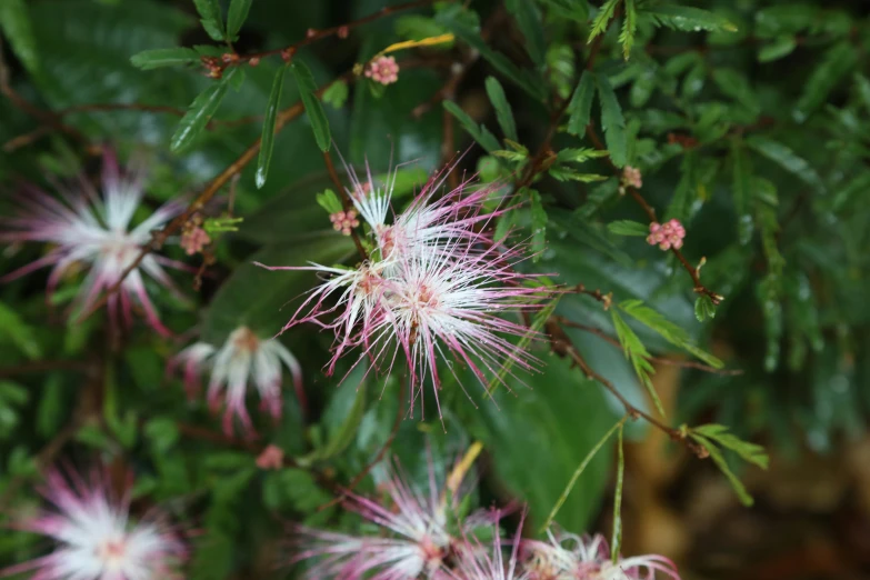 the flowers are very colorful and pretty in their blooming stages