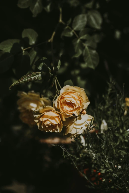 some pretty yellow flowers growing on the nches