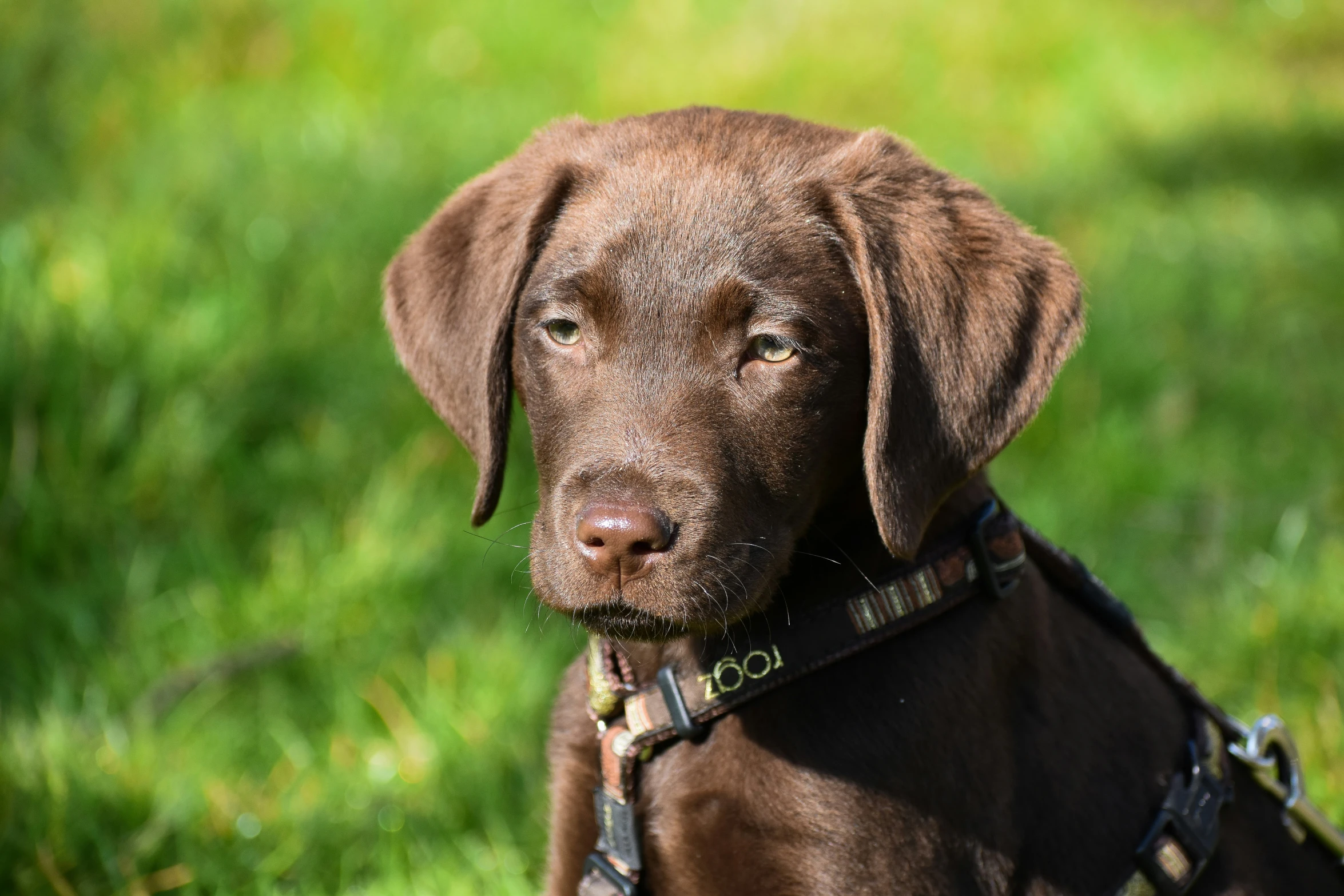 a dog standing in the grass staring at soing