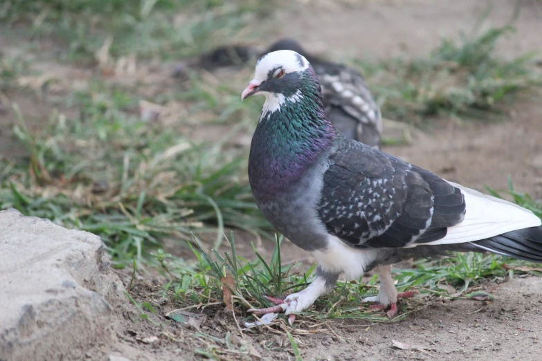 two colorful birds are standing by each other on some dirt