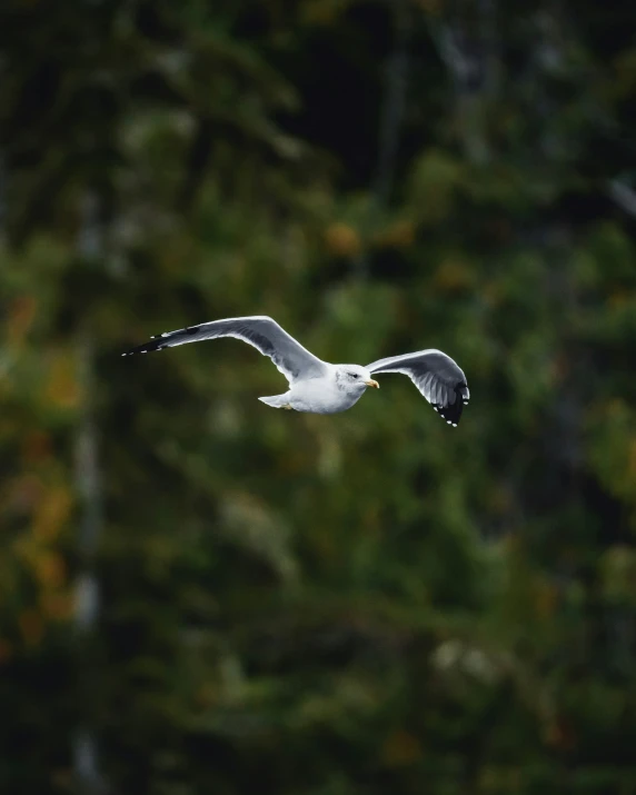 an image of seagulls flying over the forest