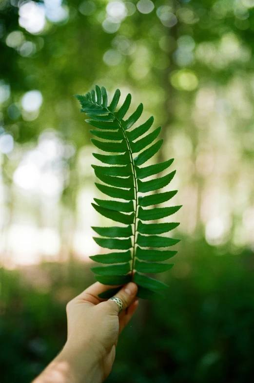 someone holding out a green leaf for the camera