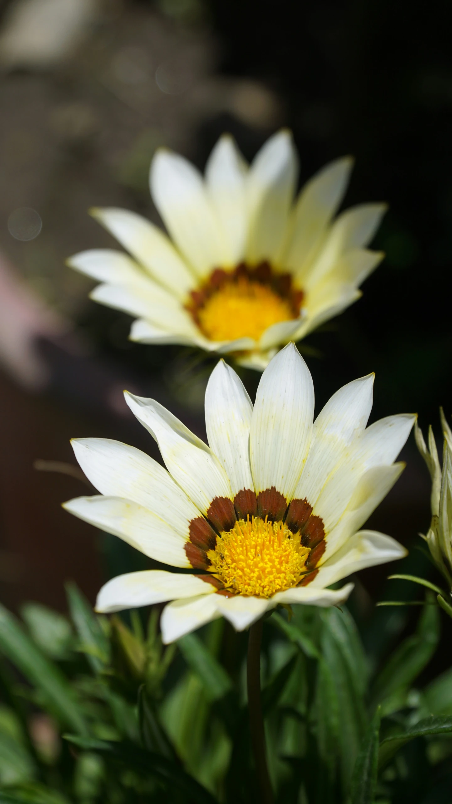 three large white flowers with yellow center sitting in a pot