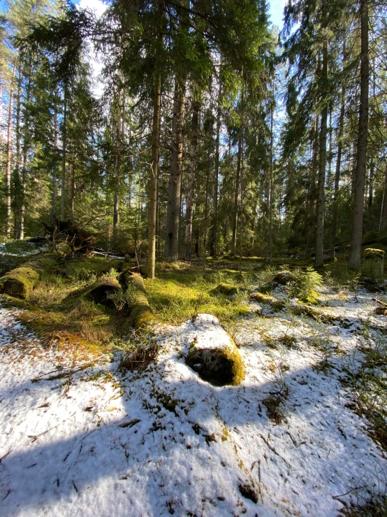 a wooded area in winter time covered with snow and green moss