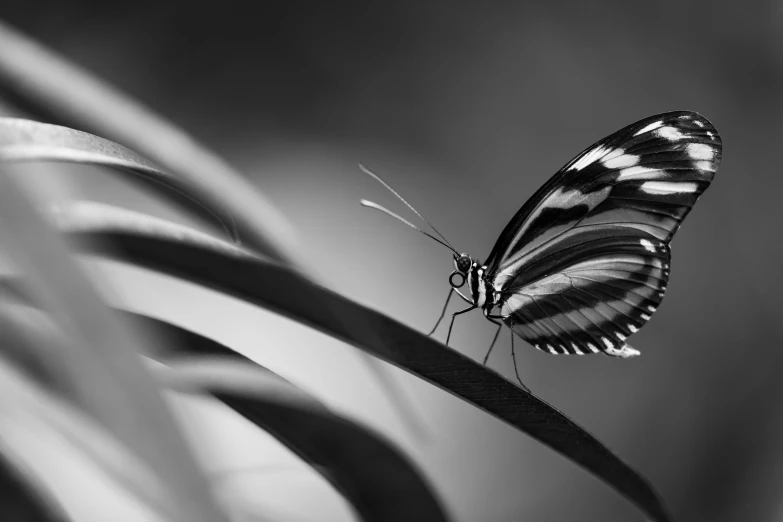 black and white pograph of erfly on plant