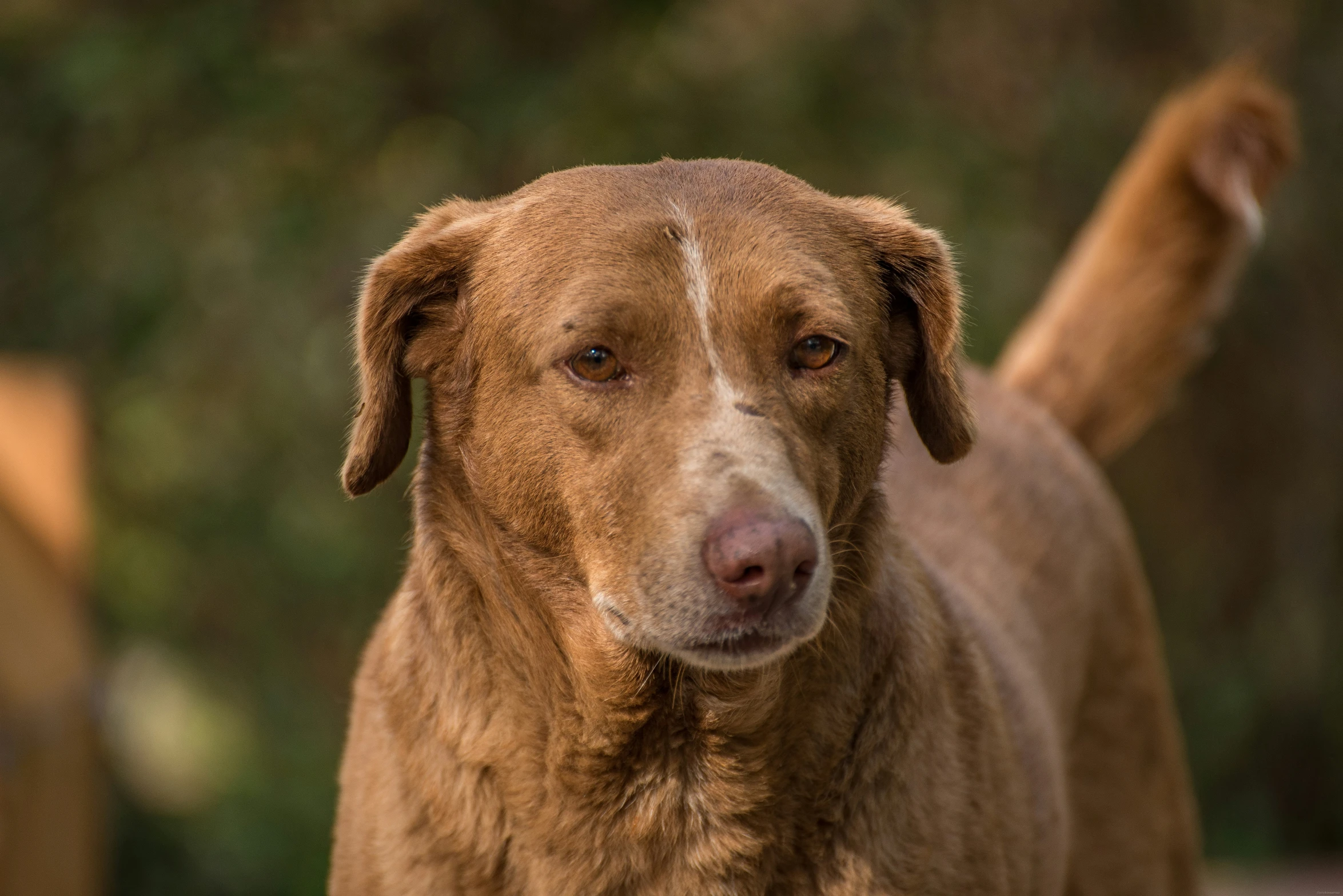 a close up of a dog's face in the woods