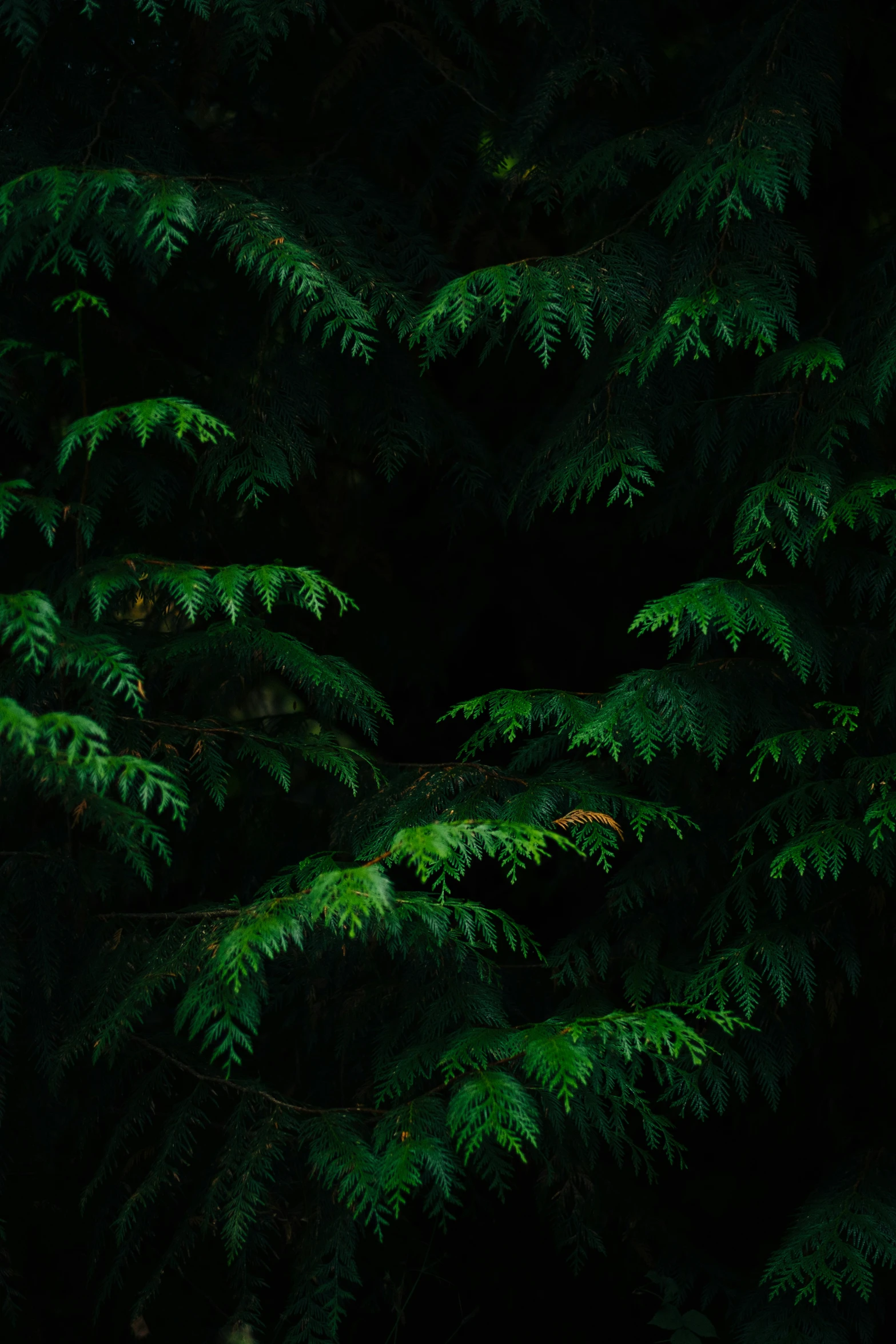 closeup of several small green plants in front of a dark background