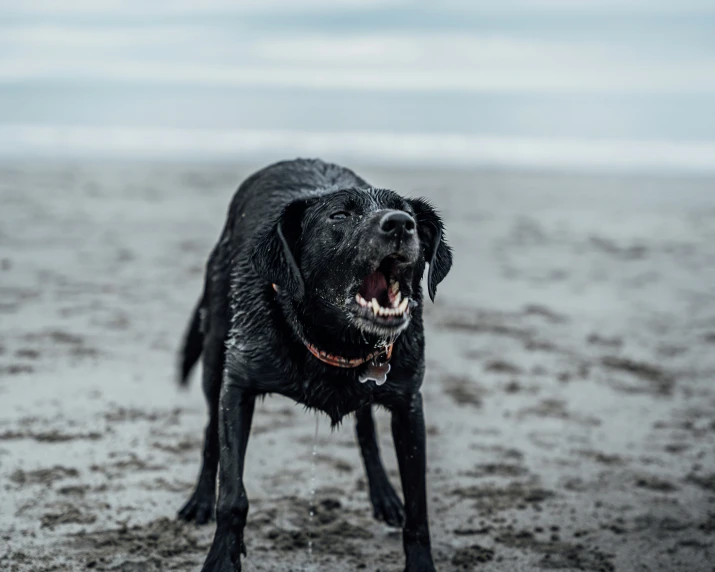 black dog with its mouth open in the sand
