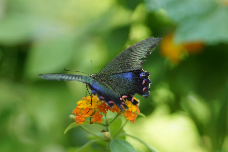 a black erfly with its wings open on top of flowers