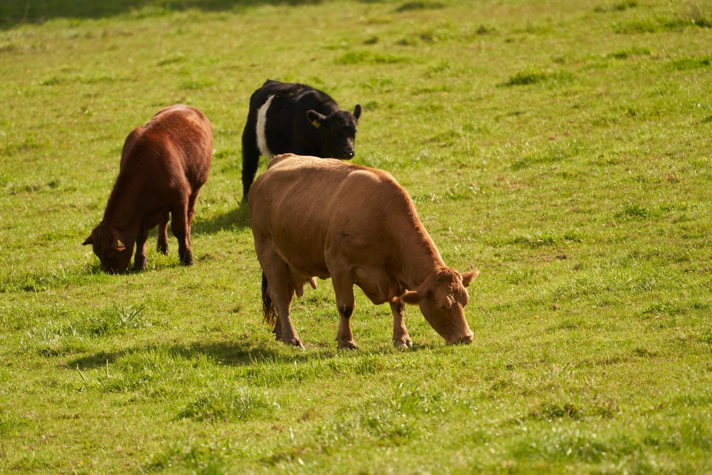 cows are grazing in a large pasture with green grass