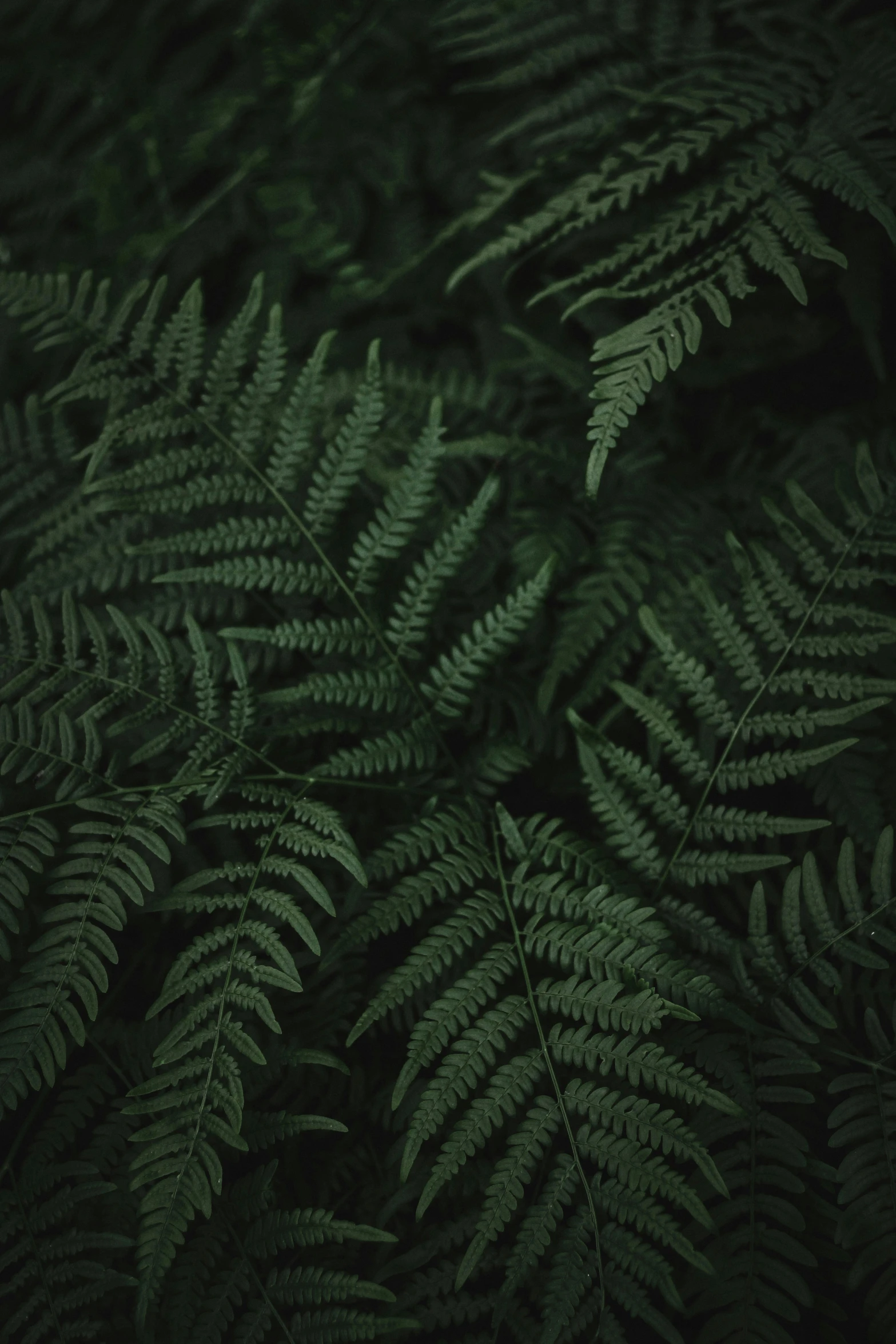 fern leaves are shown close to the ground