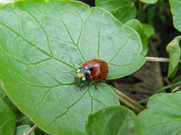 a ladybug sitting on a green leaf among leaves