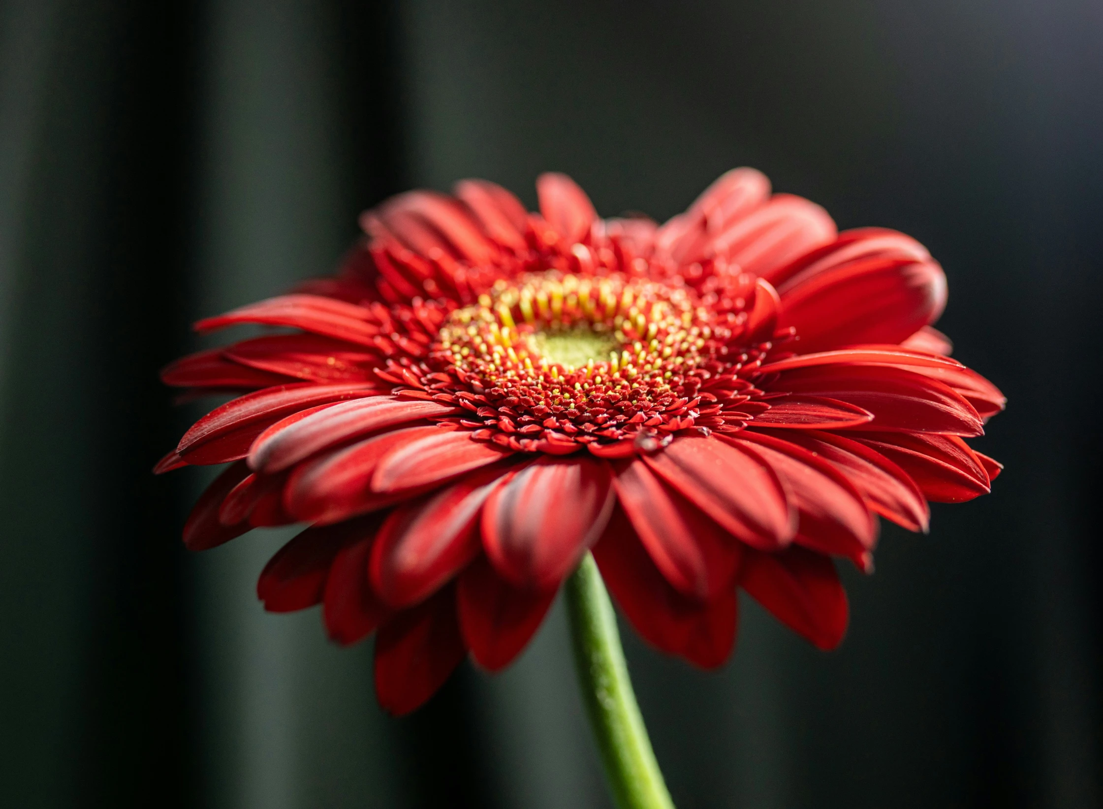 a red flower with the center petals and yellow center