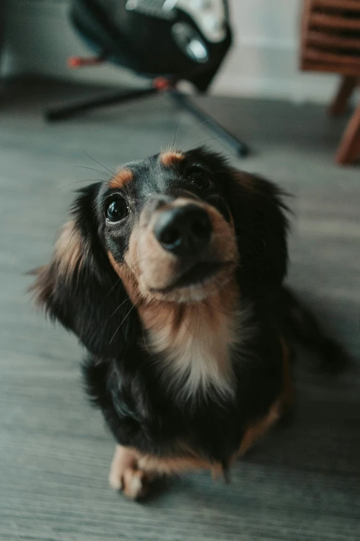 a small dog sitting on the floor looking at soing