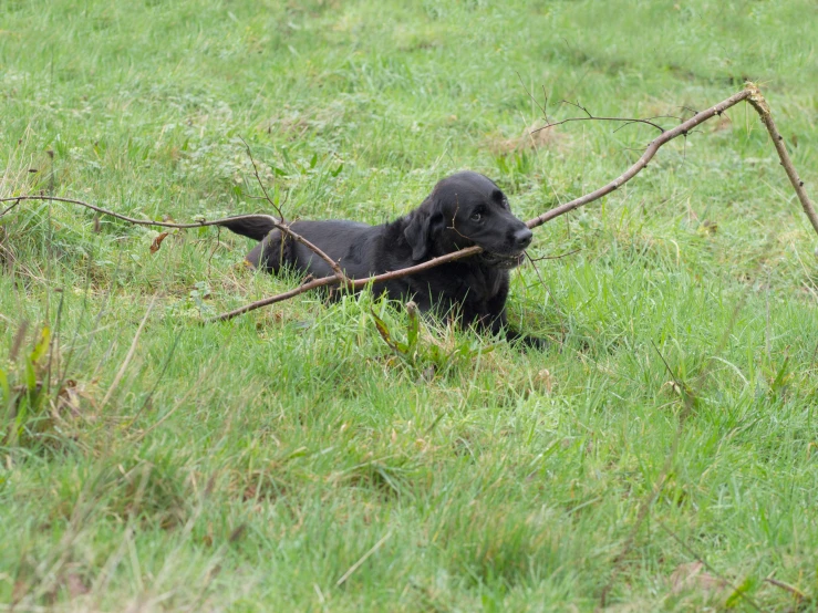 a dog chewing on a stick while sitting in a field