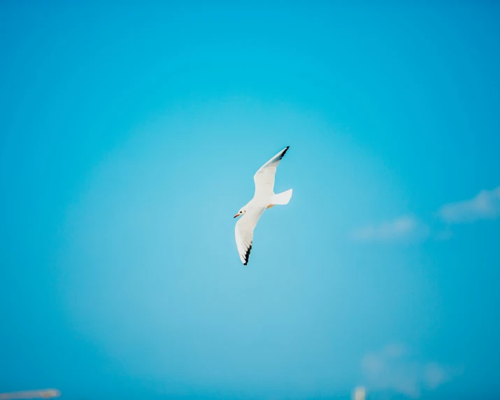 a white bird flying in the air on a sunny day