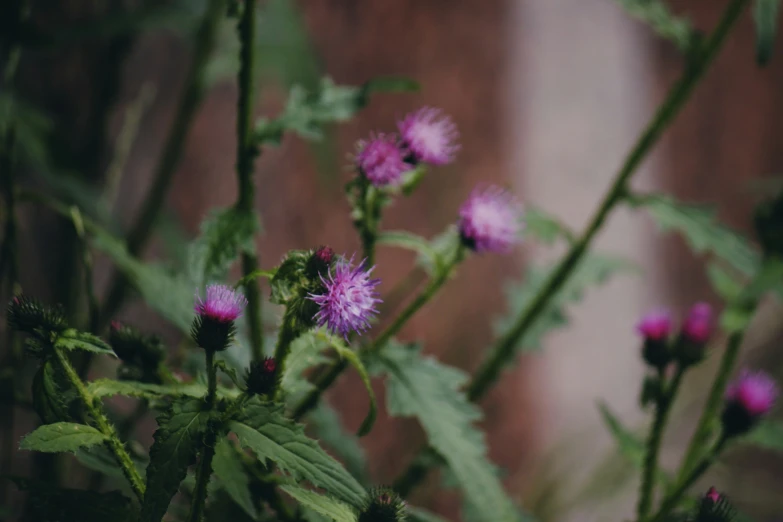 a bunch of flowers that are in the grass