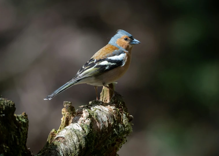 a blue - ed bird sitting on the limb of a tree