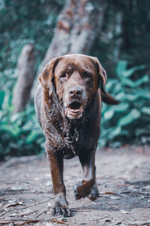 a brown dog running across a wet dirt road