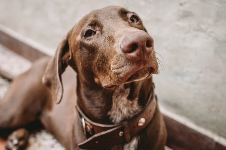 a very cute brown dog sitting on the ground