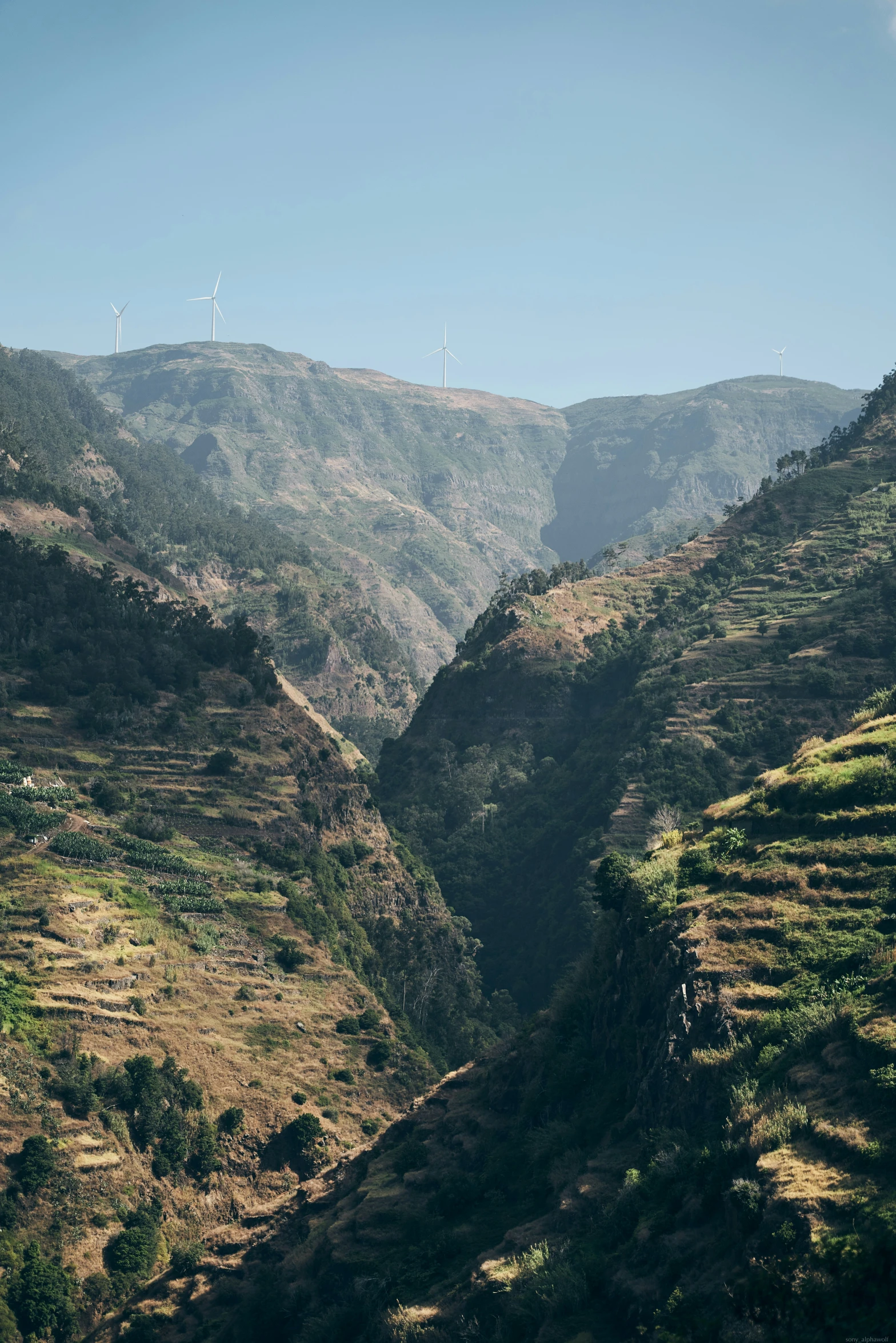 this is a valley with lots of trees in it