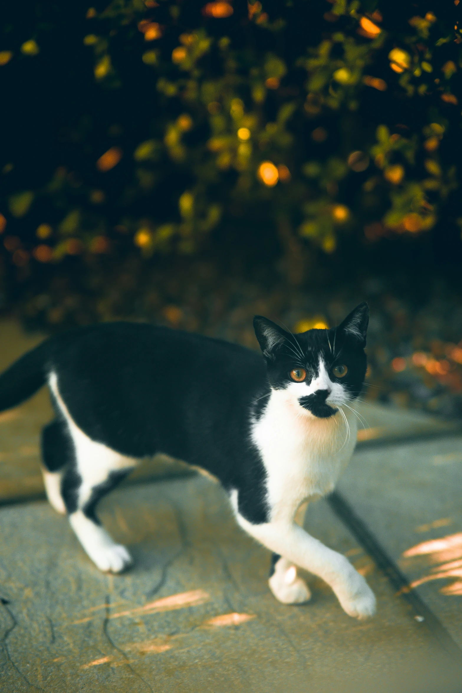 a black and white cat walking around a building