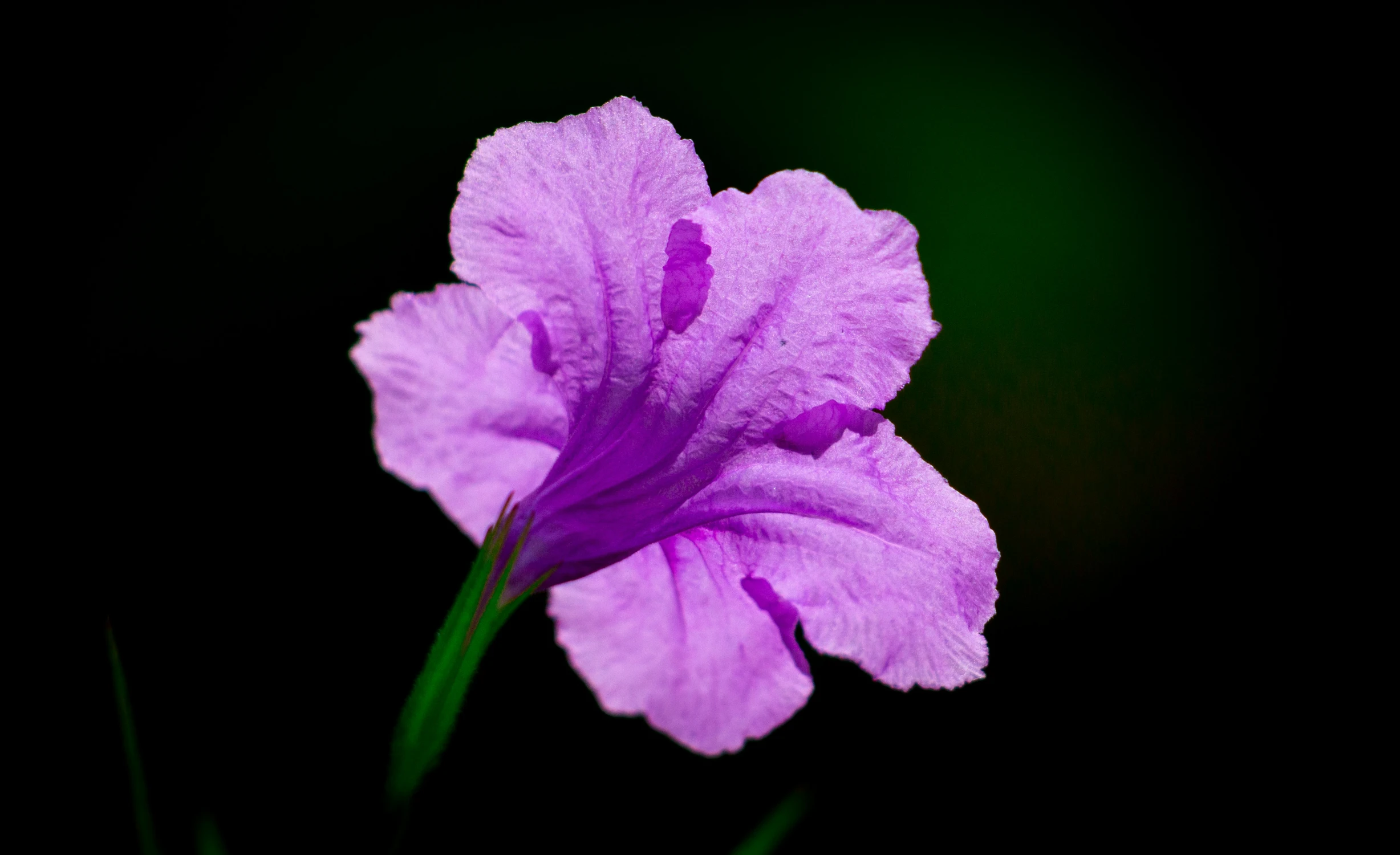 a purple flower that is growing on some leaves