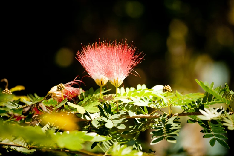 a bright flower blooming among green leaves