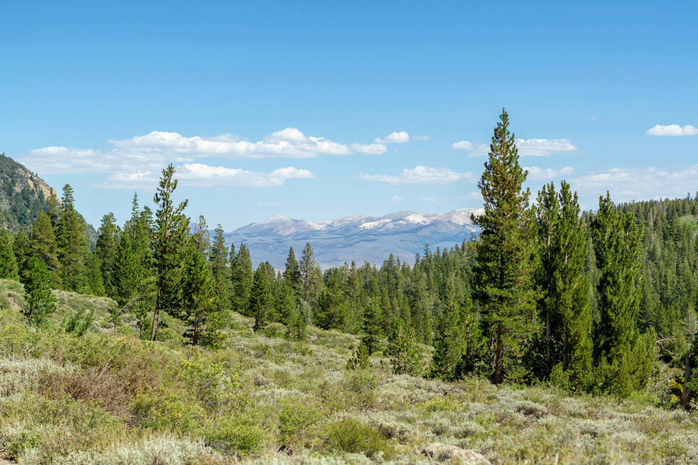 trees and hills in the background on a sunny day