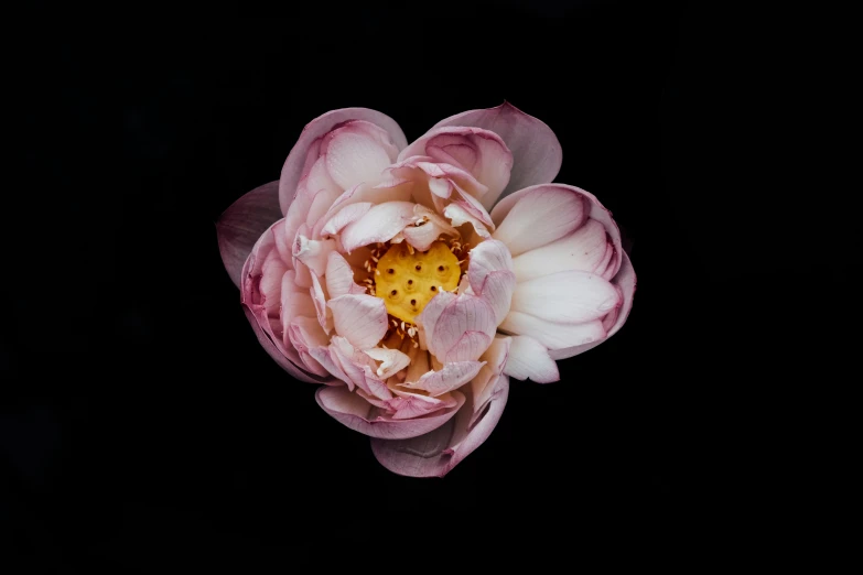 a lotus flower sitting in the middle of a dark room