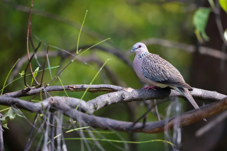 a grey bird perched on top of a tree nch