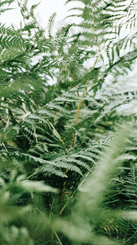 the po shows a bunch of ferns and other green plants