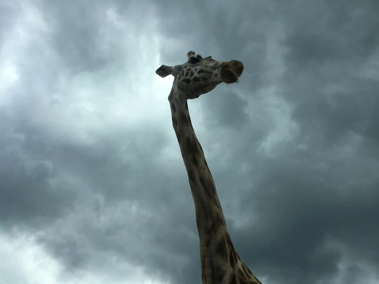 there is a tall giraffe standing under an overcast sky