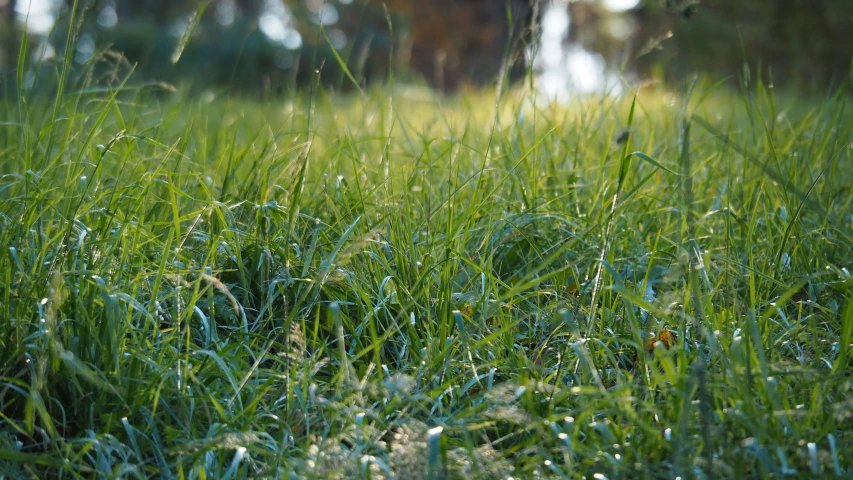 close up of grass with some drops of water on it