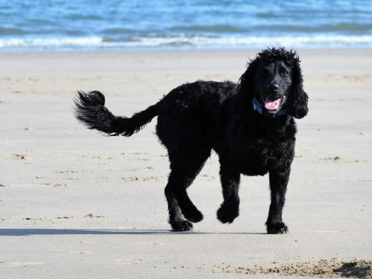 a dog that is standing in the sand