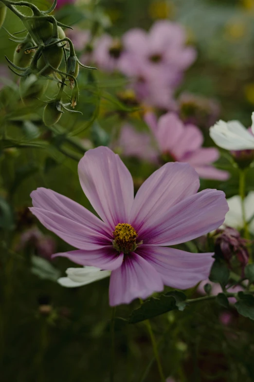 a purple flower with yellow and white petals