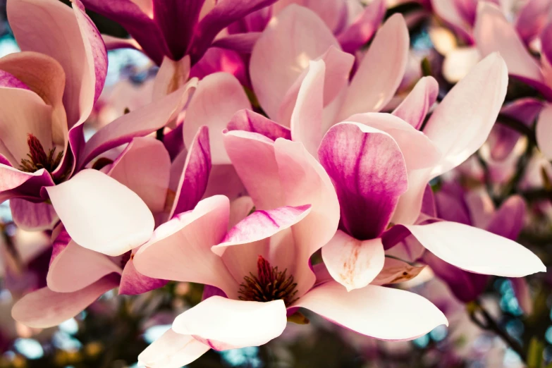 the flowers of this tree are pink