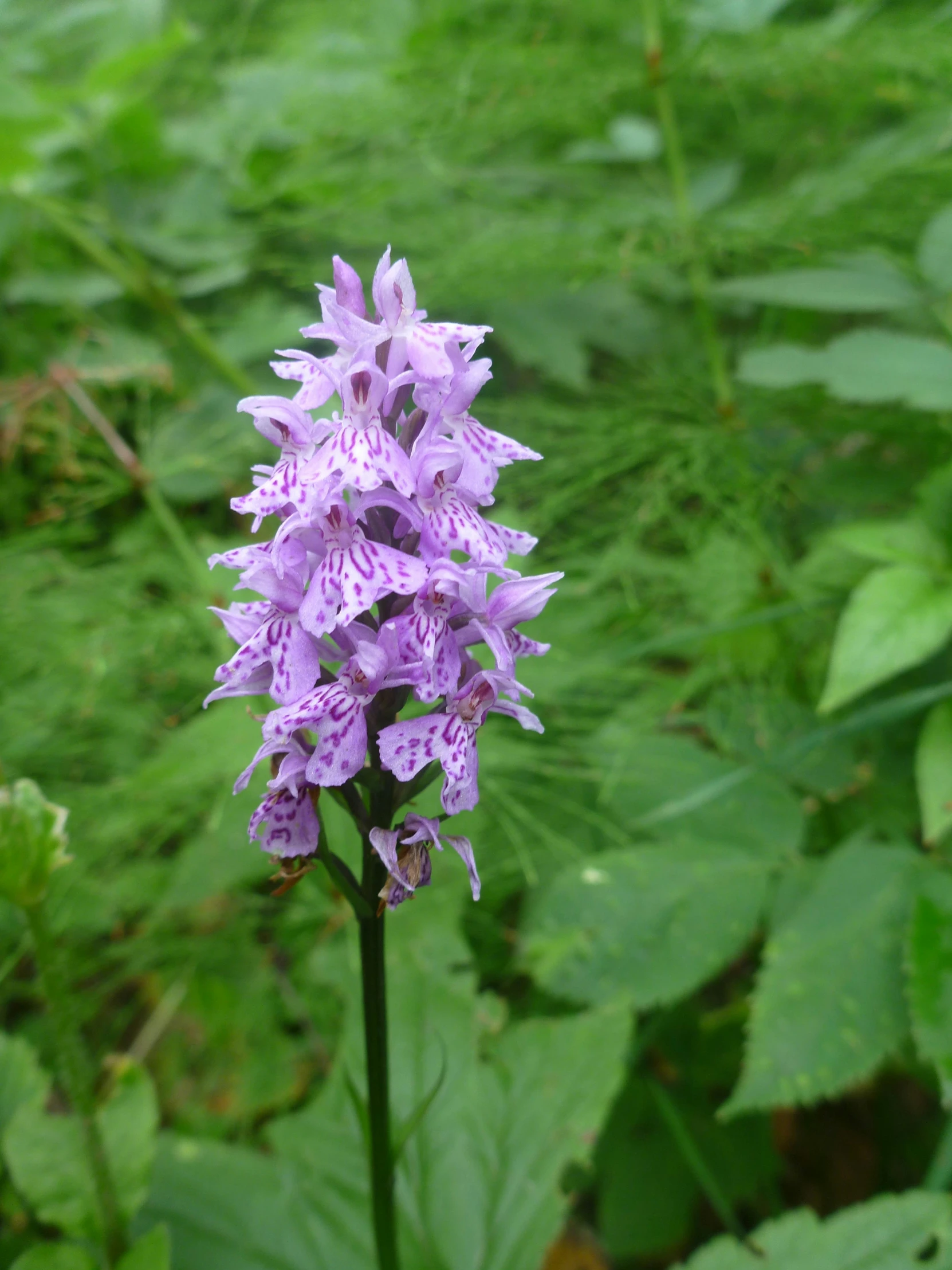 purple flowers are growing in the ground among green plants