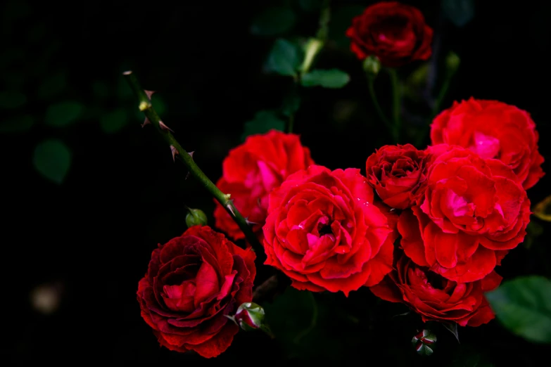 closeup of red flowers that are blooming and being in the dark